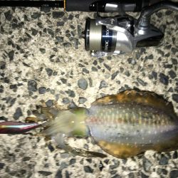 今年初アオリイカ